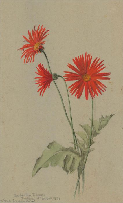1931 Watercolour - Barberton Daisies
