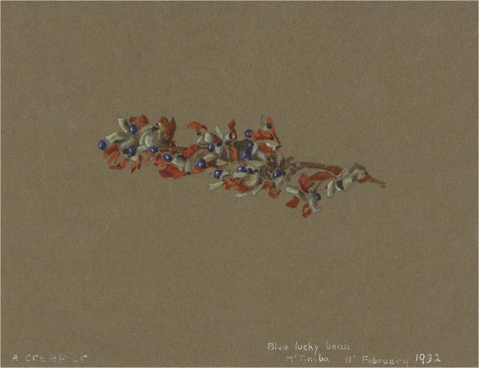 1932 Watercolour - Blue Lucky Bean