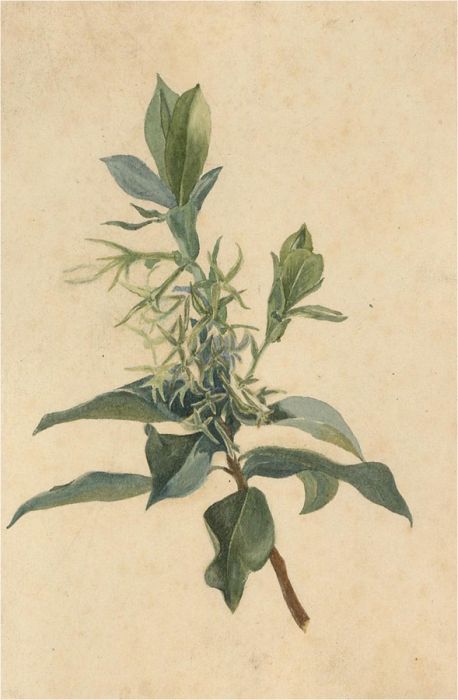 Late 19th Century Watercolour - Botanical Study