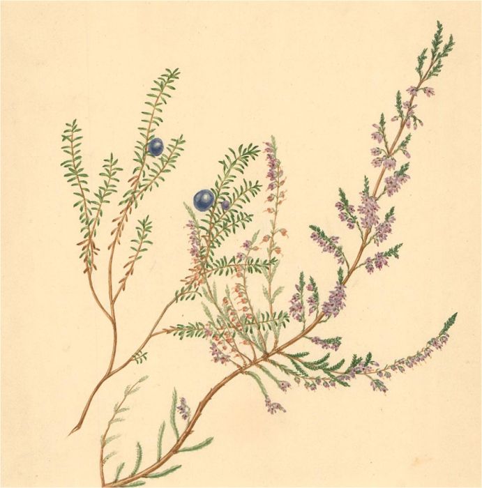M.W. - 19th Century Watercolour, Sprig of Heather