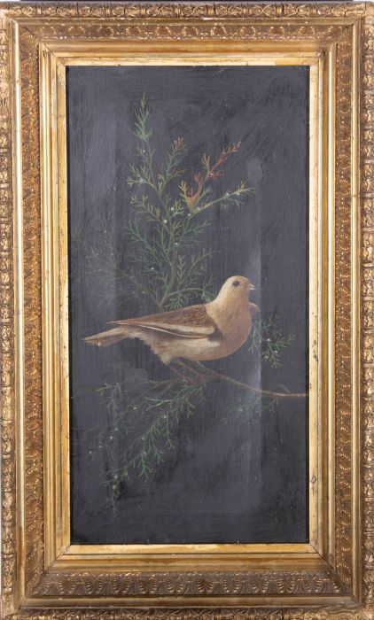 Early 20th Century Oil - Mourning Dove