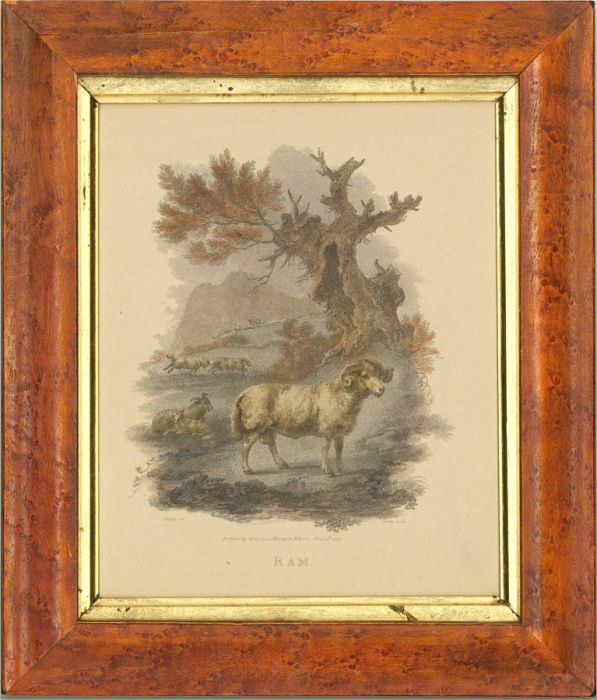 Early 20th Century Digital Print - Ram in a Burr Wood Veneer Frame