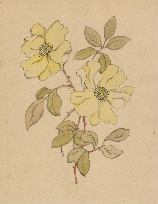 M.L. Pemberton - Mid 20th Century Watercolour, Yellow Briar Rose
