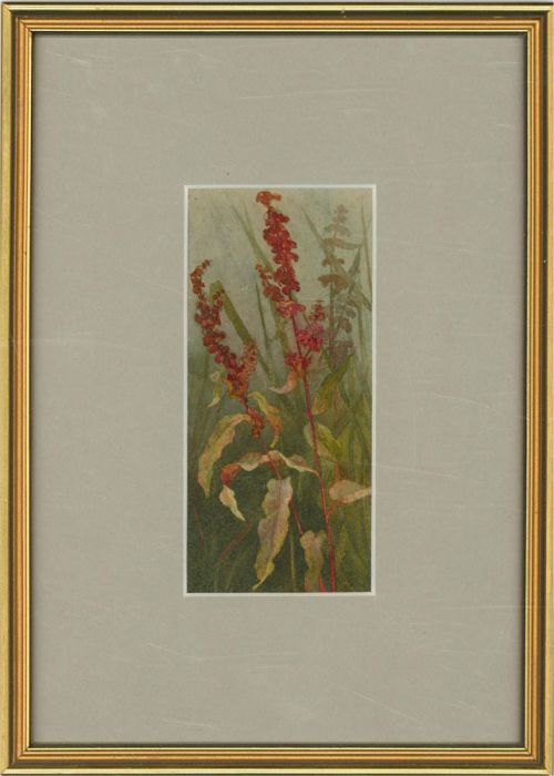 Early 20th Century Watercolour - Tall Red Flowers