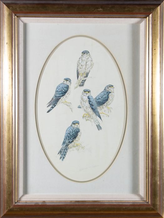 Dennis McCallum (b.1951)-Signed & Framed Contemporary Watercolour, Falcon Study