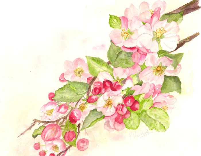 Patti Harford - Contemporary Watercolour, Apple Blossom