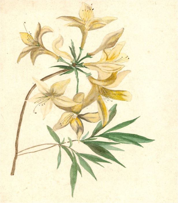 Mid 19th Century Watercolour - Yellow Flowers