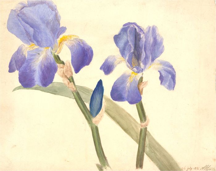 1835 Watercolour - Spring Iris