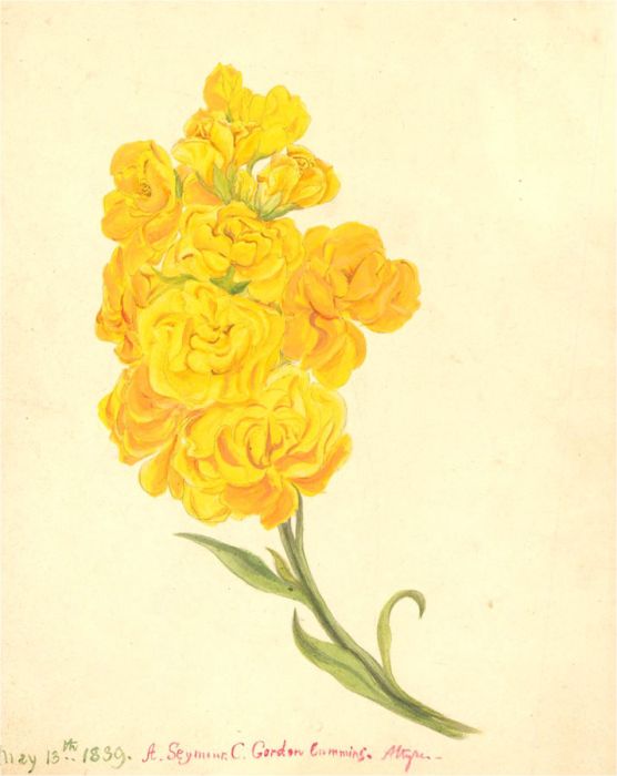 1839 Watercolour - Yellow Spring Flower