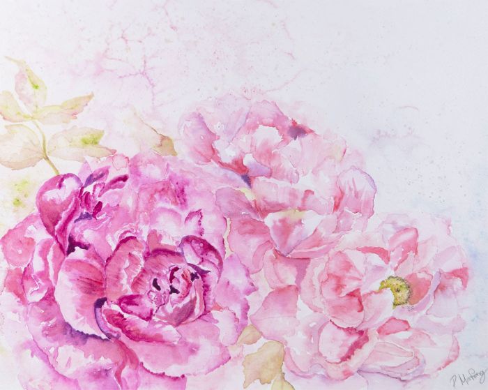 Patti Harford - Contemporary Watercolour, Peony Rose