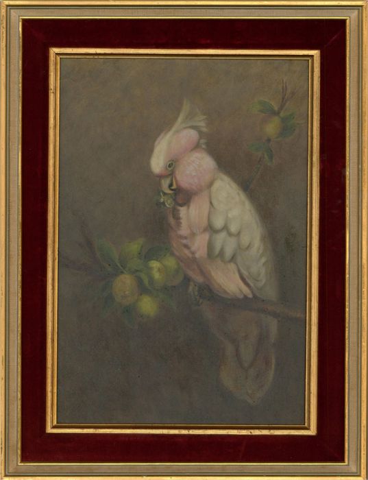 Mid 20th Century Oil - Pink Cockatoo