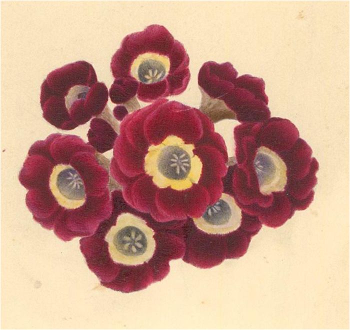 19th Century Watercolour - A Bouquet of Flowers