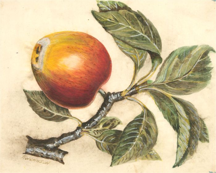 T. Johnson  - 20th Century Watercolour, The Apple Tree