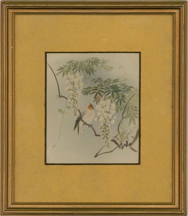 Early 20th Century Watercolour - Finch In The Acacia Tree