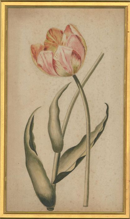 1805 Watercolour - Tiger Tulip Study