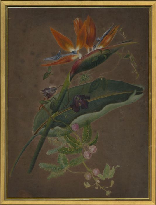 Mid 19th Century Watercolour - Tropical Flowers