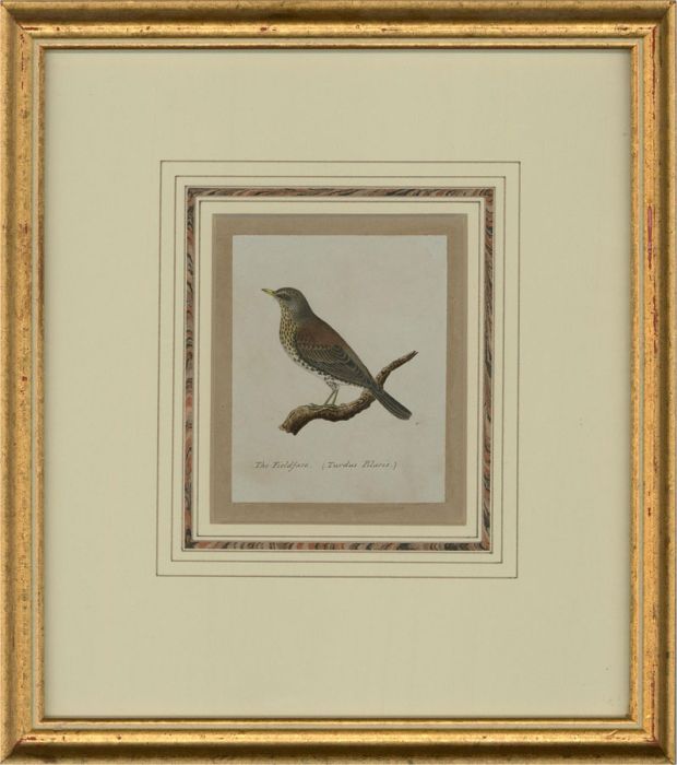 Attrib. Sir William Charles Ross RA - Mid 19th Century Watercolour, Fieldfare