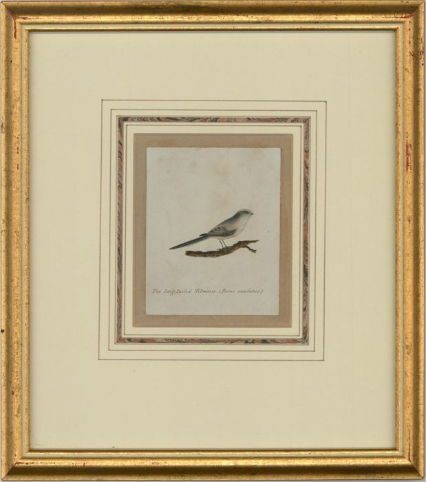 Attrib. Sir William Charles Ross RA- Mid 19thC Watercolour, Long-Tailed Titmouse