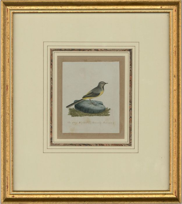 Attrib. Sir William Charles Ross RA - Mid 19th Century Watercolour, Grey Wagtail