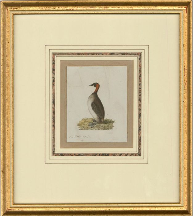 Attrib. Sir William Charles Ross RA - Mid 19th Century Watercolour, Little Grebe