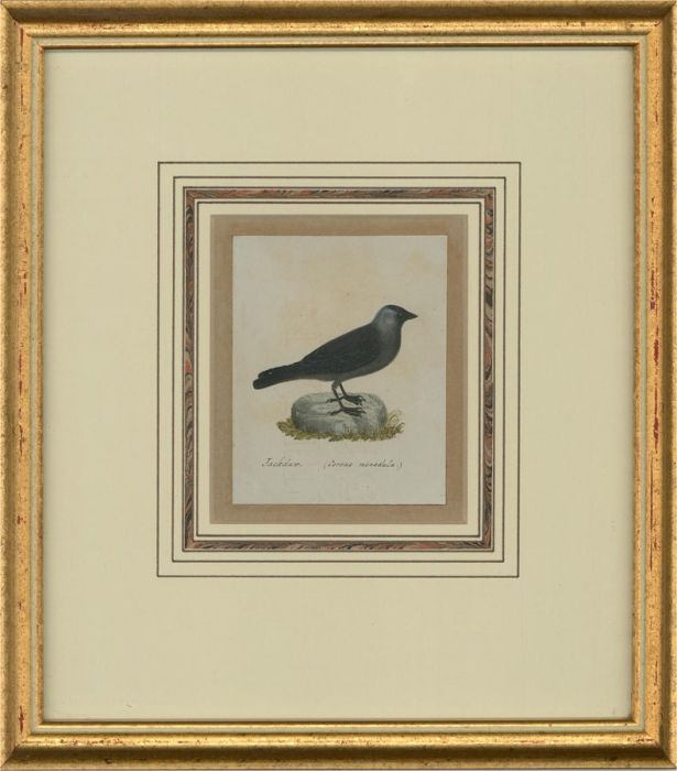 Attrib. Sir William Charles Ross RA - Mid 19th Century Watercolour, Jackdaw