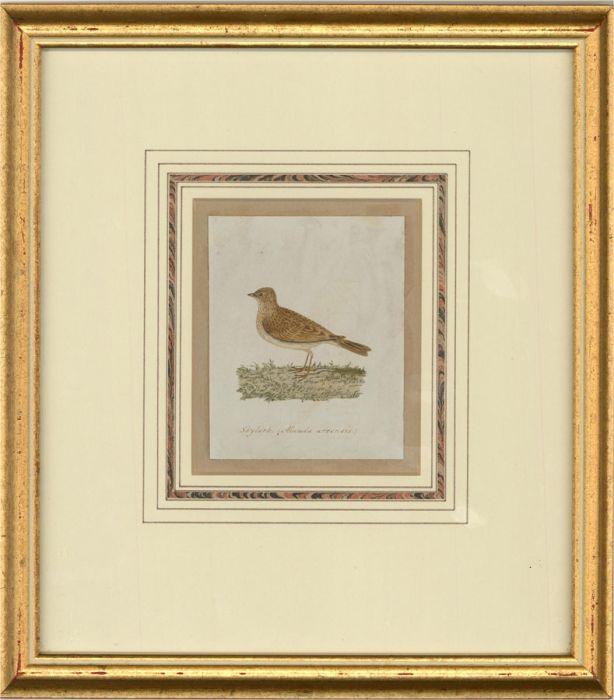 Attrib. Sir William Charles Ross RA - Mid 19th Century Watercolour, Skylark