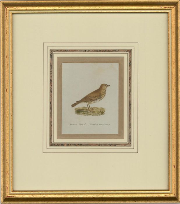 Attrib. Sir William Charles Ross RA - Mid 19thC Watercolour, Common Thrush