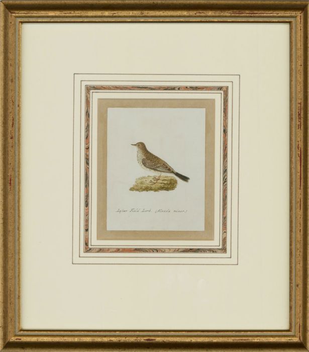 Attrib. Sir William Charles Ross RA - Mid 19th Century Watercolour, Field Lark