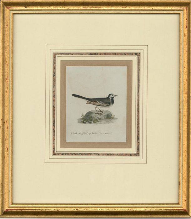 Attrib. Sir William Charles Ross RA - Mid 19thC Watercolour, White Wagtail