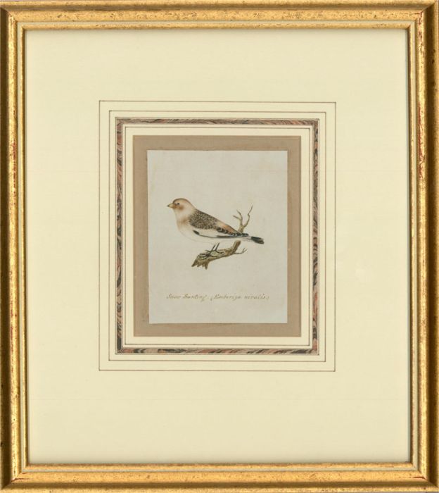 Attrib. Sir William Charles Ross RA - Mid 19th Century Watercolour, Snow Bunting