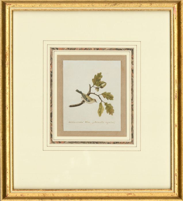 Attrib. Sir William Charles Ross RA - Mid 19th Century Watercolour, Golden Wren