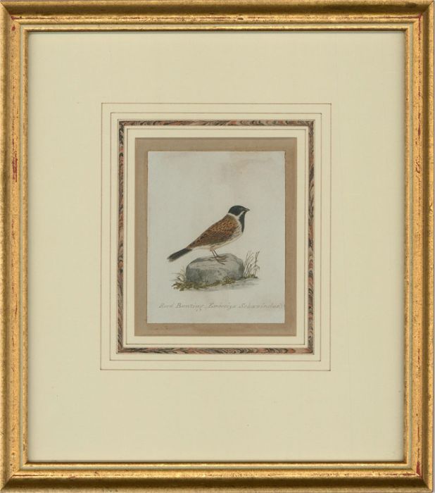 Attrib. Sir William Charles Ross RA - Mid 19th Century Watercolour, Reed Bunting