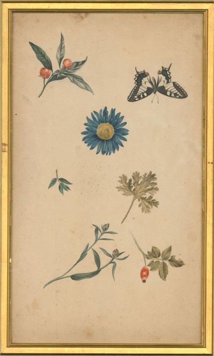 Early 19th Century Watercolour - Various Botanical Studies