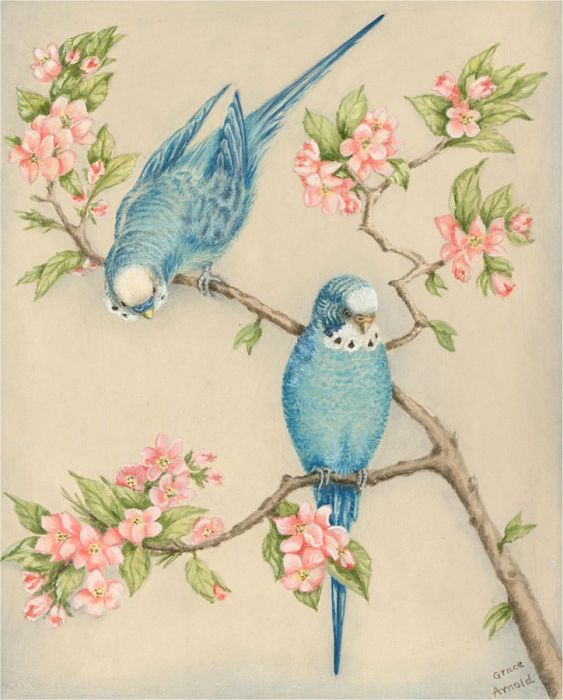 Grace Arnold - Mid 20th Century Watercolour, Blue Parakeet Among Apple Blossom