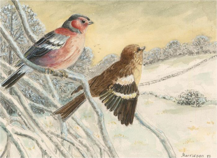 Harrieson - 1989 Watercolour, Chaffinches