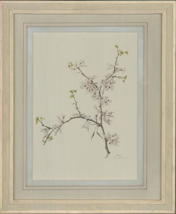 1976 Watercolour - Cercis Siliquastrum