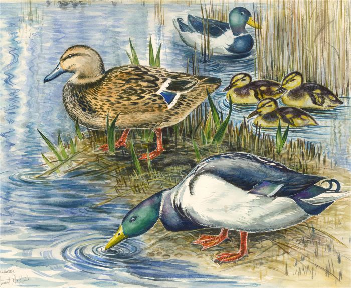 Stuart Armfield - 1990 Watercolour, Family of Ducks