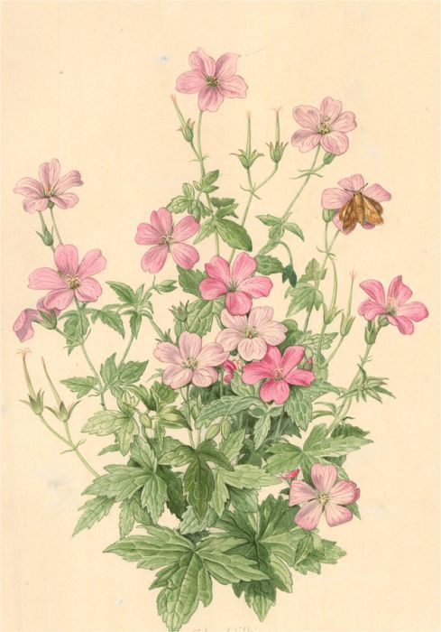 John Wilkinson - 1987 Watercolour, Geranium "Pink Nevada" and Large Skipper