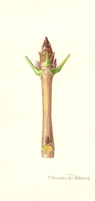 Maureen Ribbins - Contemporary Watercolour, Budding Leaves