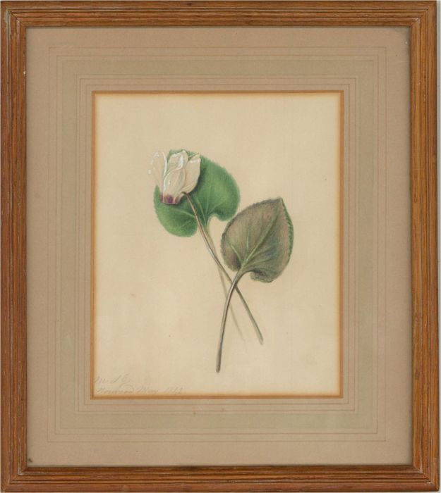 M. S. G - 1842 Watercolour, Cyclamen