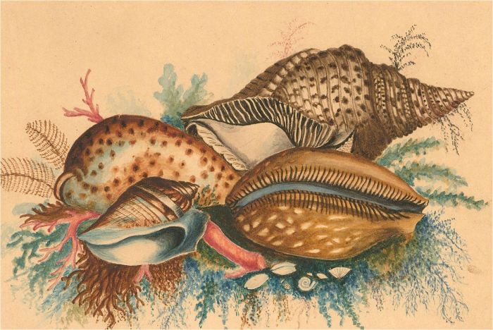 Early 20th Century Watercolour - Shells and Seaweed