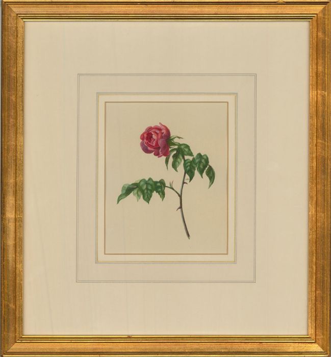 I.H. - 20th Century Watercolour, A Rose