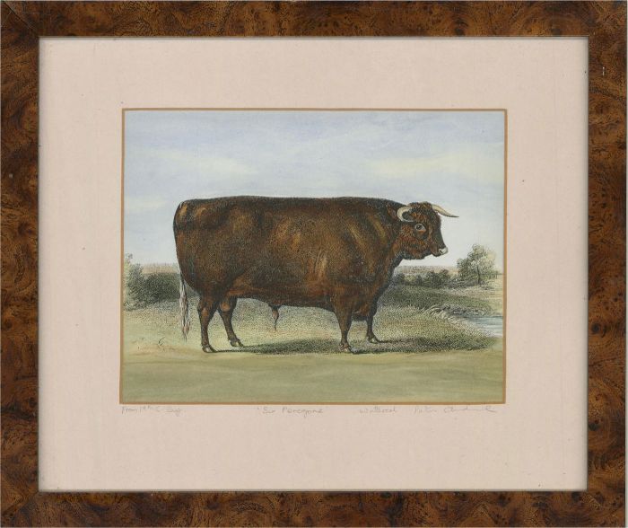 20th Century Lithograph - Sir Peregrine The Prize Winning Bull