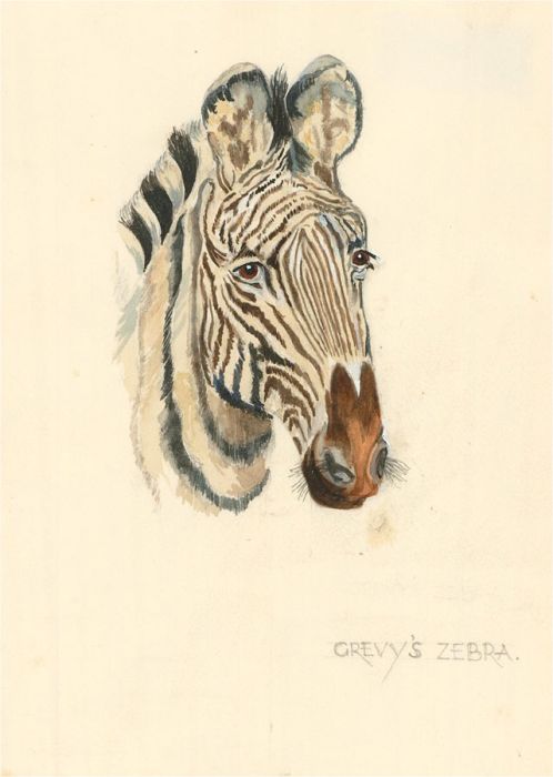 20th Century Watercolour - Grevy's zebra