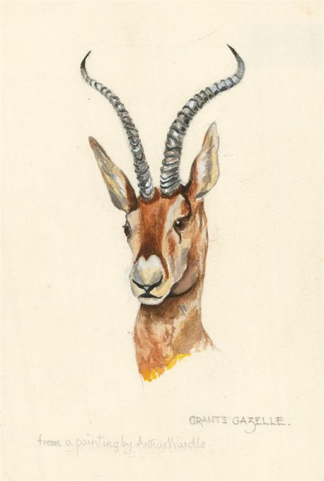 After Arthur Wardle (1860-1949) - 20th Century Watercolour, Grant's Gazelle