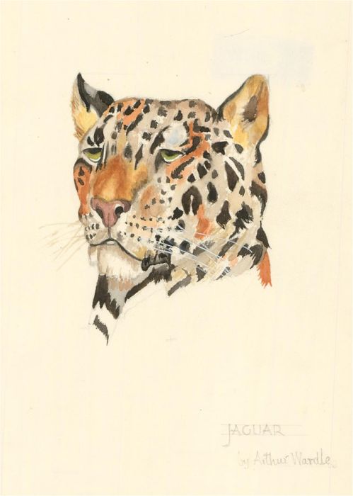 After Arthur Wardle (1860-1949) - 20th Century Watercolour, Jaguar