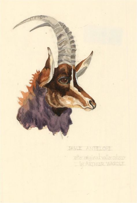 After Arthur Wardle (1860-1949) - 20th Century Watercolour, Sable Antelope