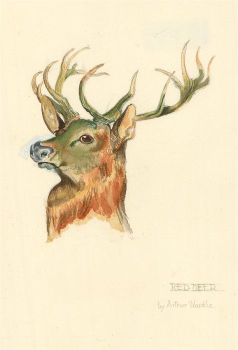 After Arthur Wardle (1860-1949) - 20th Century Watercolour, Red Deer