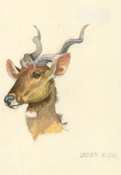 20th Century Watercolour - Lesser Kudu