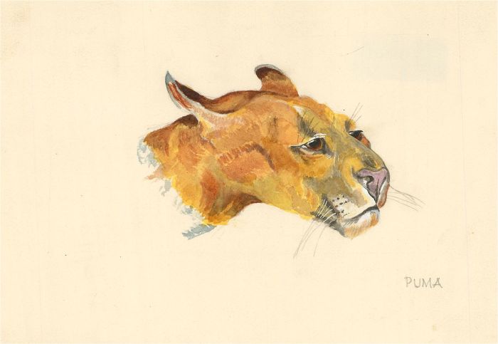 20th Century Watercolour - Puma